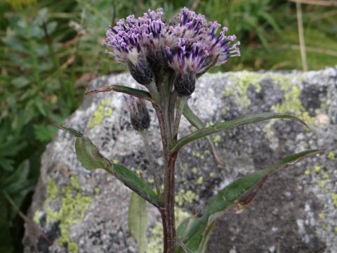 Alpines Grasland