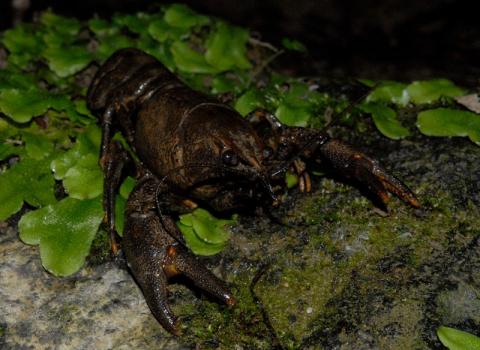 Gambero di Fiume