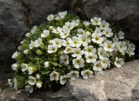 Alpines Grasland