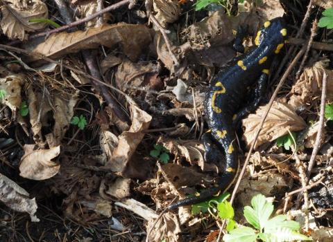Salamandra pezzata (Salamandra salamandra)