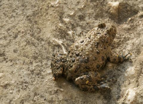 Ululone dal ventre giallo (Bombina variegata)