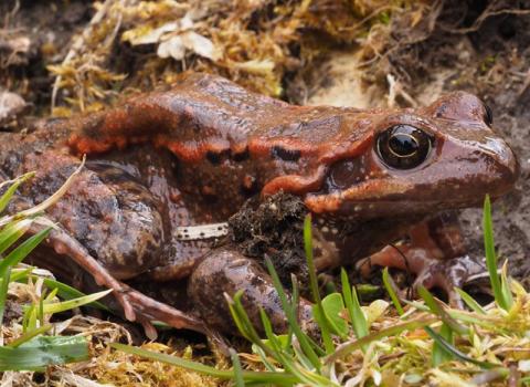 Rana montana (Rana temporaria)