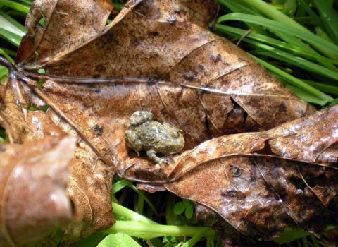 Ululone dal ventre giallo (Bombina variegata)
