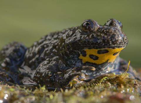 Ululone dal ventre giallo (Bombina variegata)