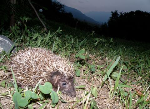 Riccio europeo (Erinaceus europaeus)