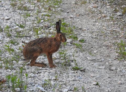 Lepre comune (Lepus europaeus)