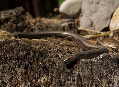 Orbettino italiano (Anguis veronensis)