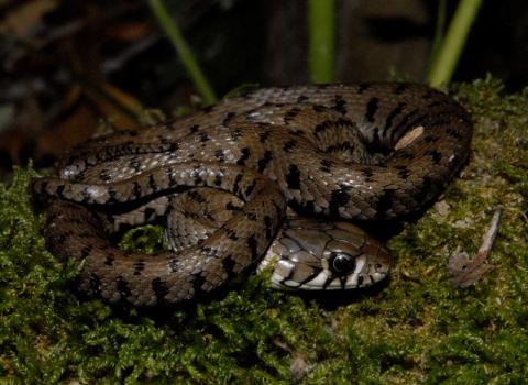 Natrice dal collare (Natrix natrix)