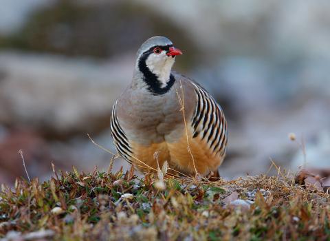 Coturnice alpina (Alectoris graeca)