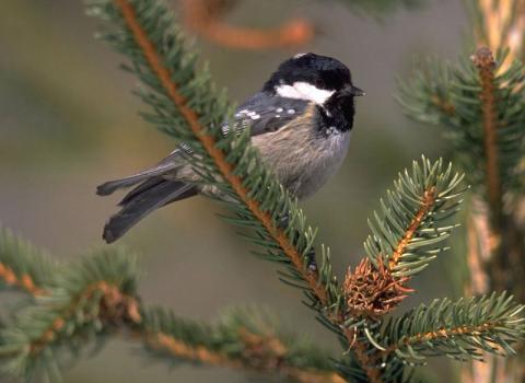 Cincia mora (Periparus ater)