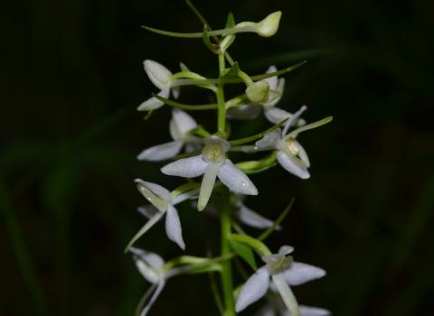 Platanthera bifolia