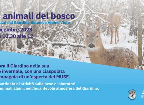 Animali del bosco- Bondone Welcome Winter 2023