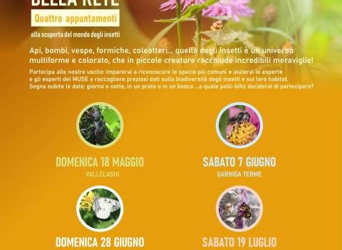 I POLLIBLITZ della Rete