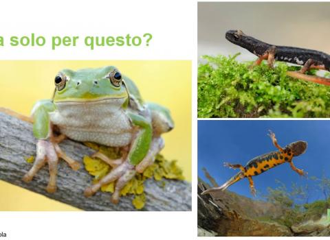 Embedded thumbnail for Pillole di scienza: gli anfibi